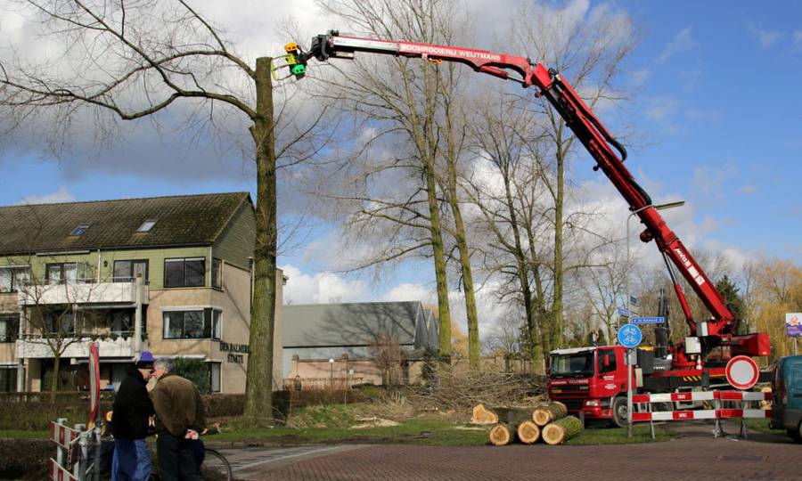 Rooien, ruimen, frezen van 500 populieren in de gemeente Beuningen - Foto 6