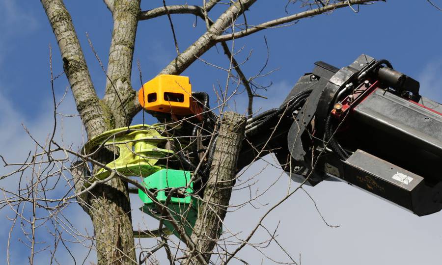 Rooien, ruimen, frezen van 500 populieren in de gemeente Beuningen - Foto 7