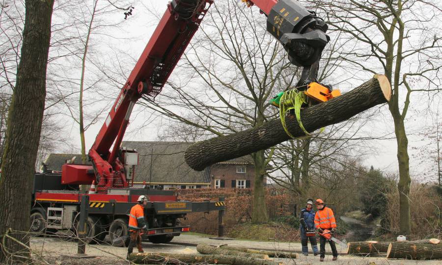 Rooien, ruimen, frezen van 500 populieren in de gemeente Beuningen - Foto 8