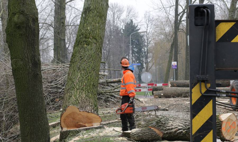 Rooien, ruimen, frezen van 500 populieren in de gemeente Beuningen - Foto 9