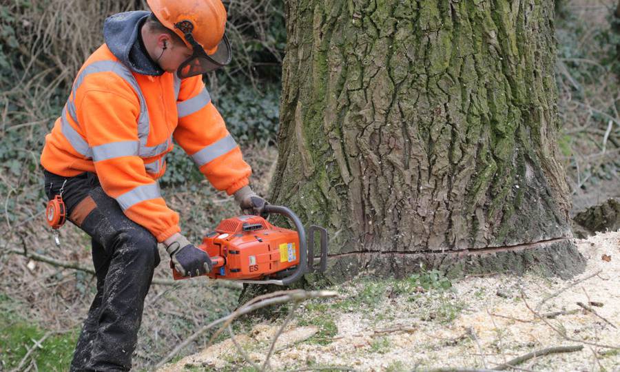 Rooien, ruimen, frezen van 500 populieren in de gemeente Beuningen - Foto 10