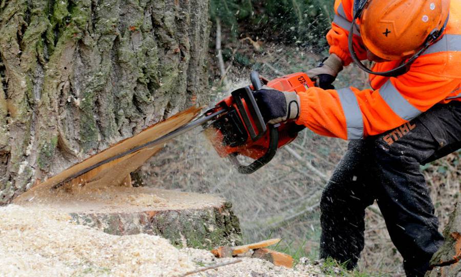 Rooien, ruimen, frezen van 500 populieren in de gemeente Beuningen - Foto 11