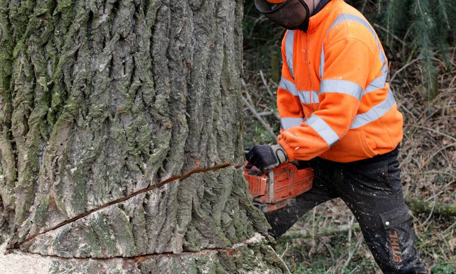 Rooien, ruimen, frezen van 500 populieren in de gemeente Beuningen - Foto 12