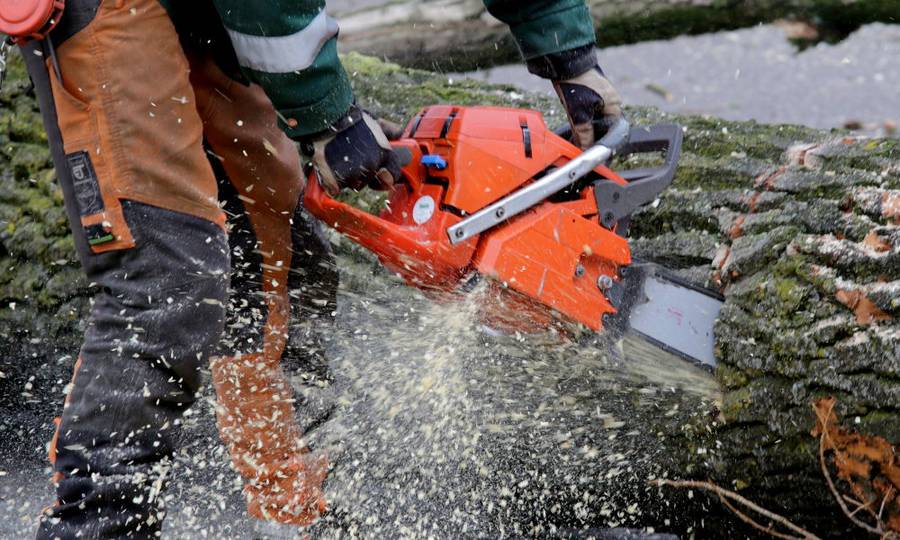 Rooien, ruimen, frezen van 500 populieren in de gemeente Beuningen - Foto 13