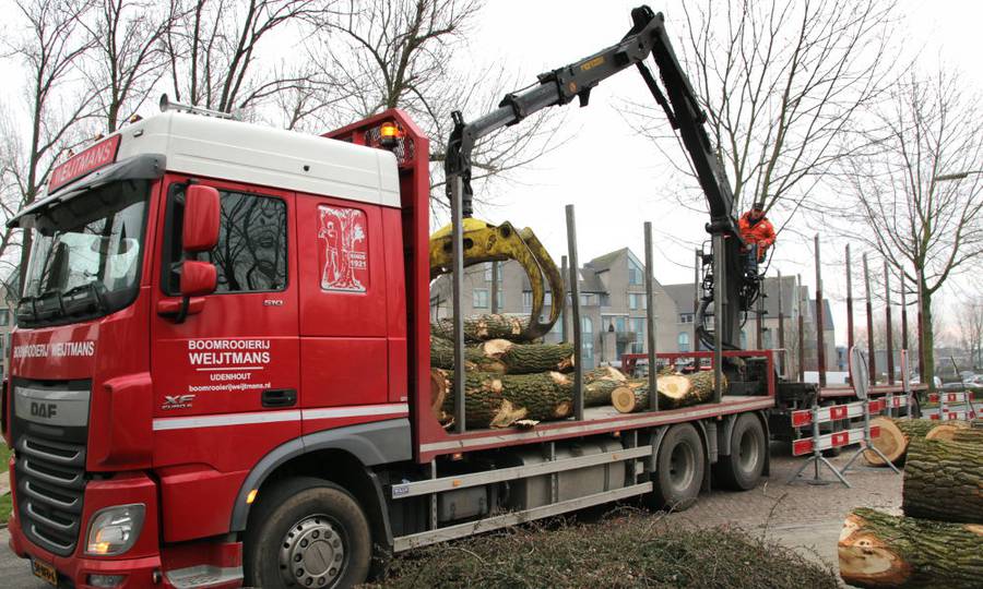 Rooien, ruimen, frezen van 500 populieren in de gemeente Beuningen - Foto 14