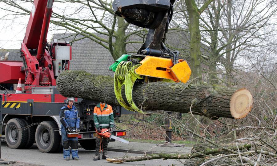 Rooien, ruimen, frezen van 500 populieren in de gemeente Beuningen - Foto 15