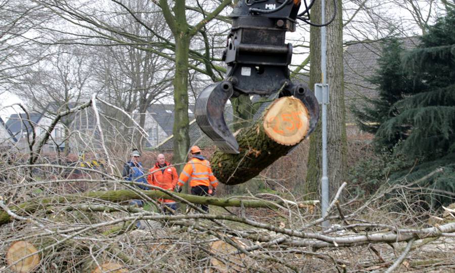 Rooien, ruimen, frezen van 500 populieren in de gemeente Beuningen - Foto 16
