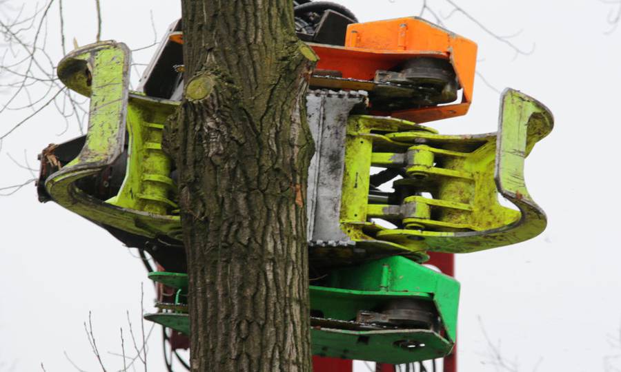 Rooien, ruimen, frezen van 500 populieren in de gemeente Beuningen - Foto 17