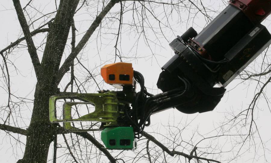Rooien, ruimen, frezen van 500 populieren in de gemeente Beuningen - Foto 18