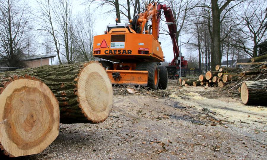 Rooien, ruimen, frezen van 500 populieren in de gemeente Beuningen - Foto 20