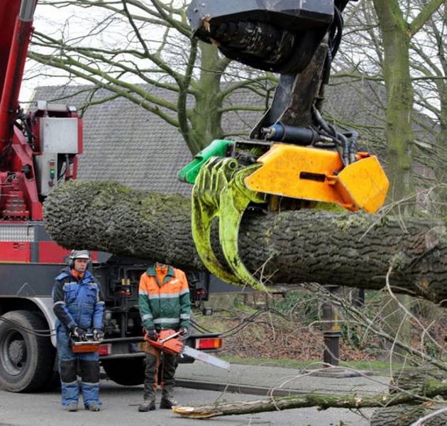 Rooien, ruimen, frezen van 500 populieren in de gemeente Beuningen