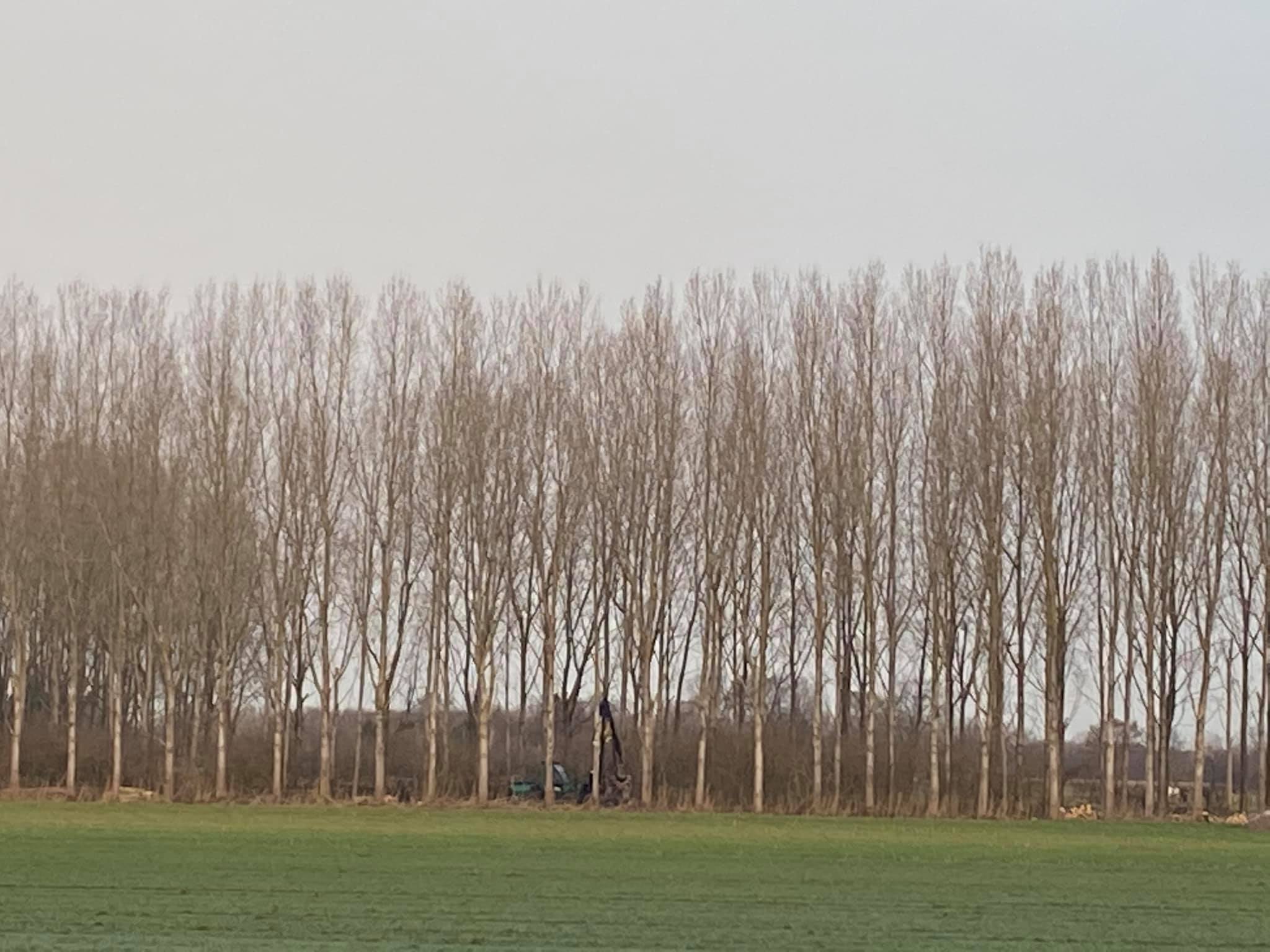 Populieren productie Mill