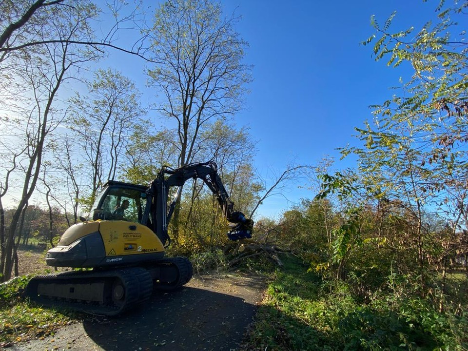 Acacia dunning Heusden België. - Foto 1