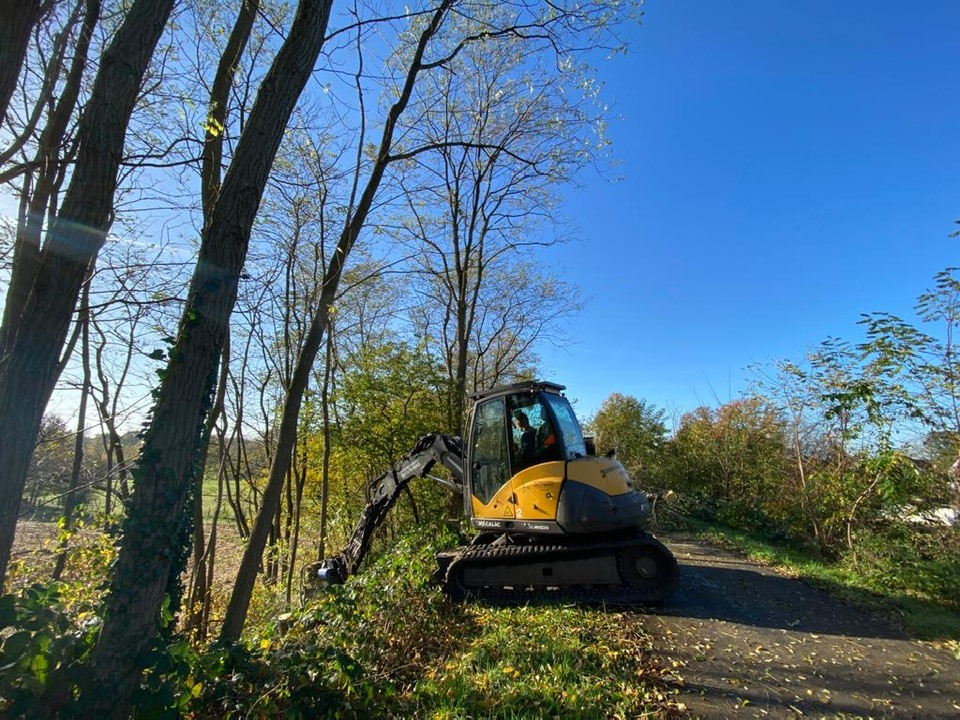 Acacia dunning Heusden België. - Foto 2