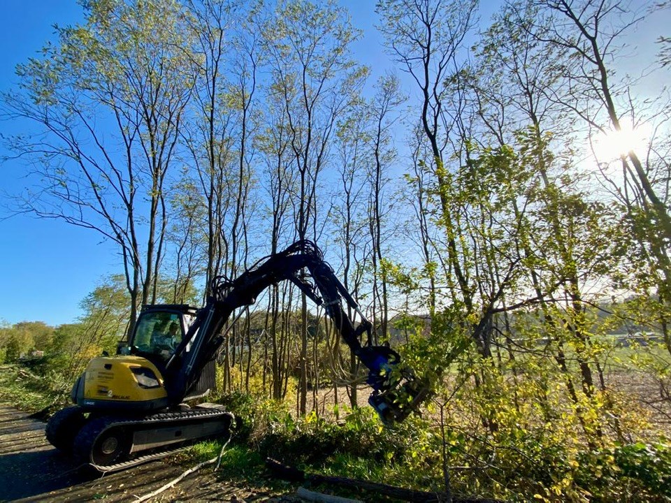 Acacia dunning Heusden België. - Foto 3