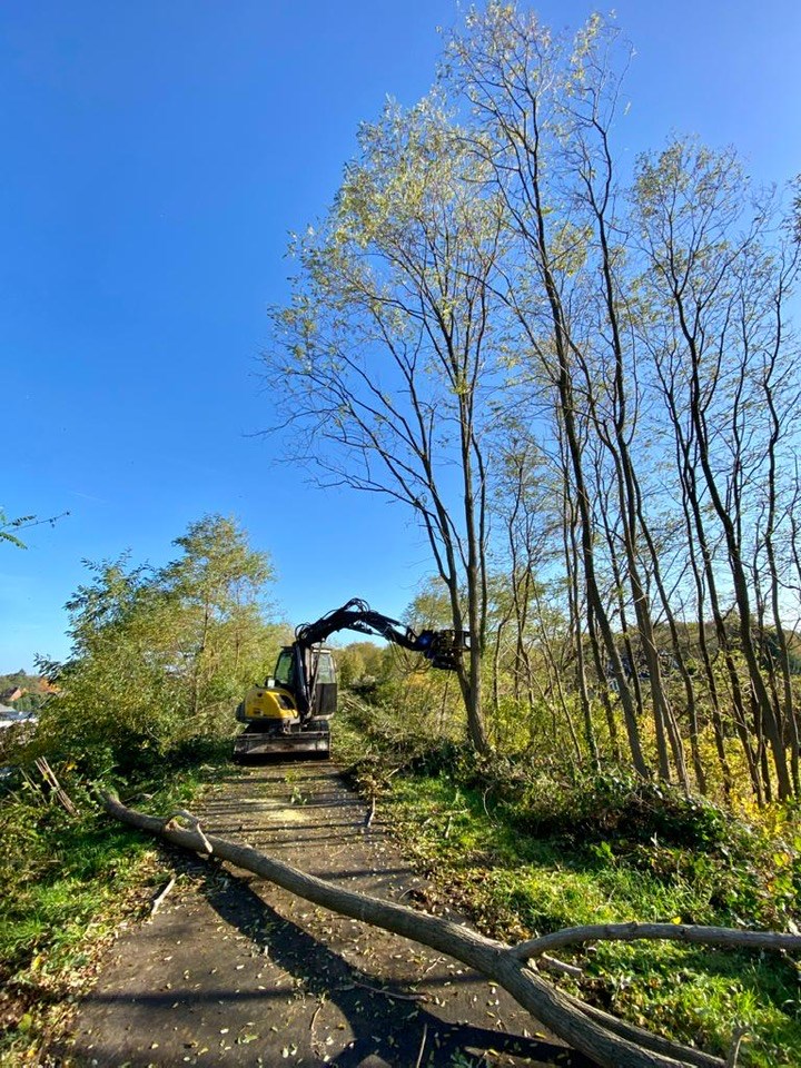 Acacia dunning Heusden België. - Foto 4