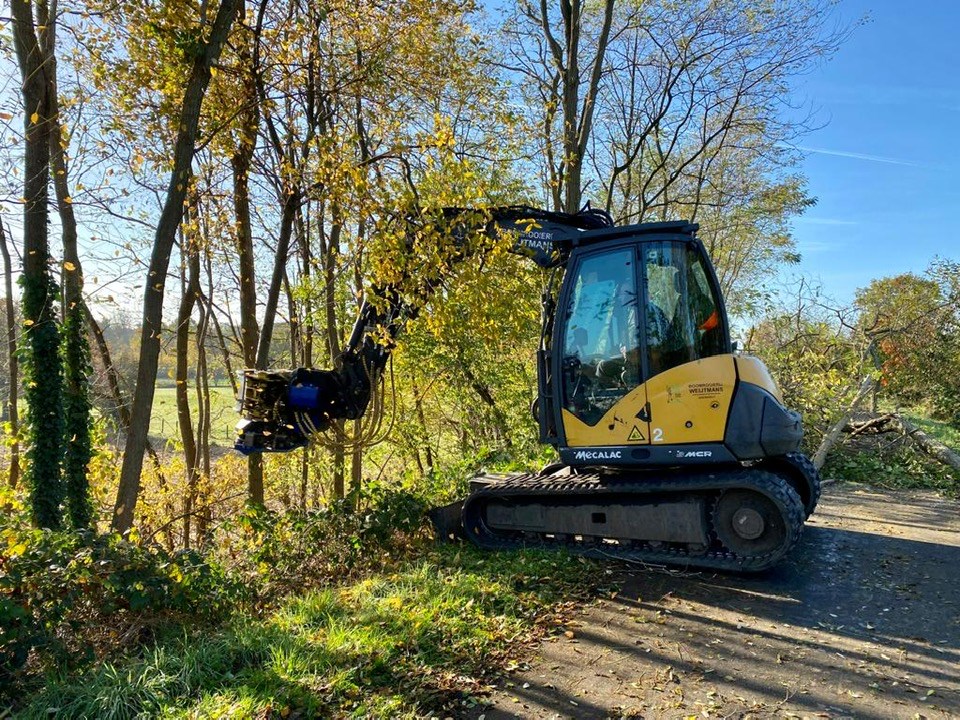 Acacia dunning Heusden België. - Foto 5