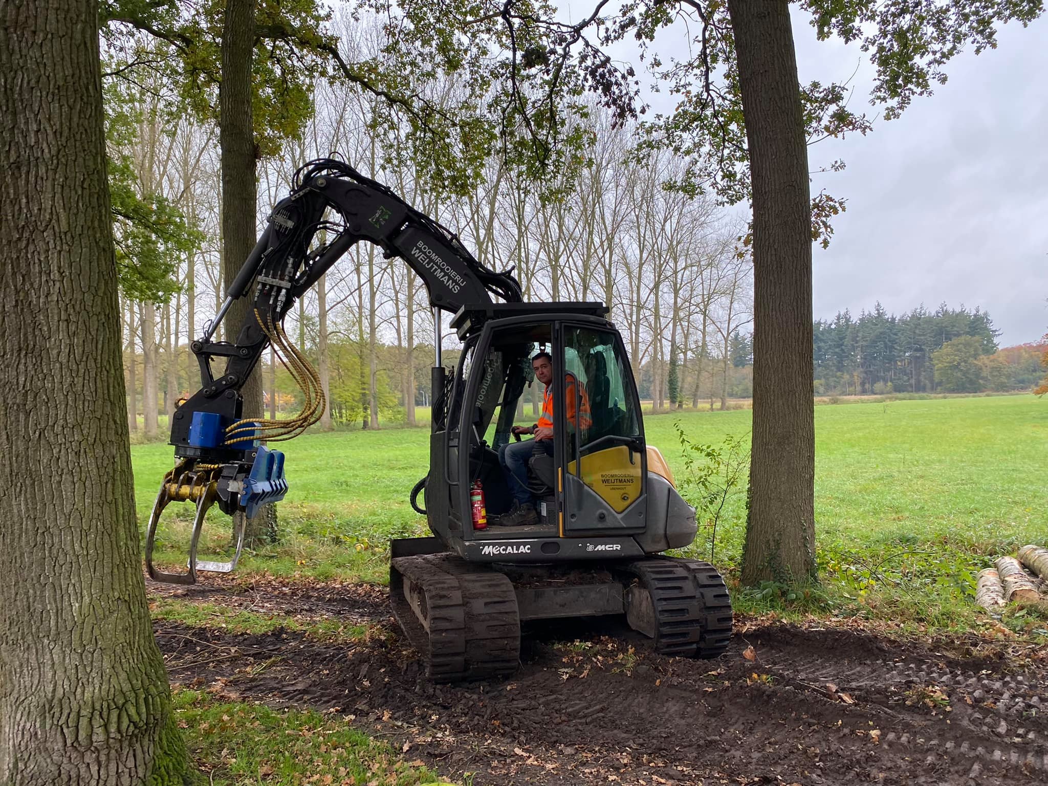 Acacia dunning Heusden België. - Foto 7