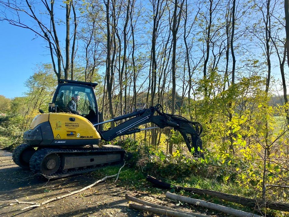 Acacia dunning Heusden België. - Foto 6