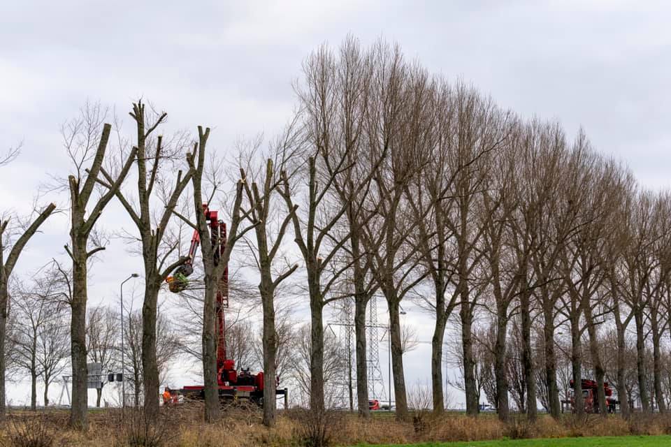 Snoeiwerk Geertruidenberg