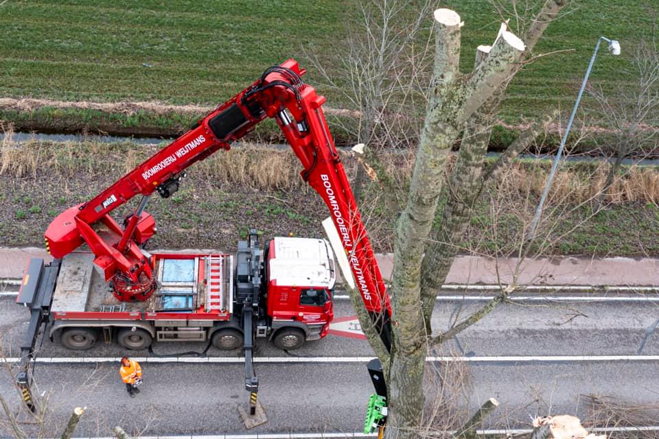 Snoeiwerk Geertruidenberg - Foto 3