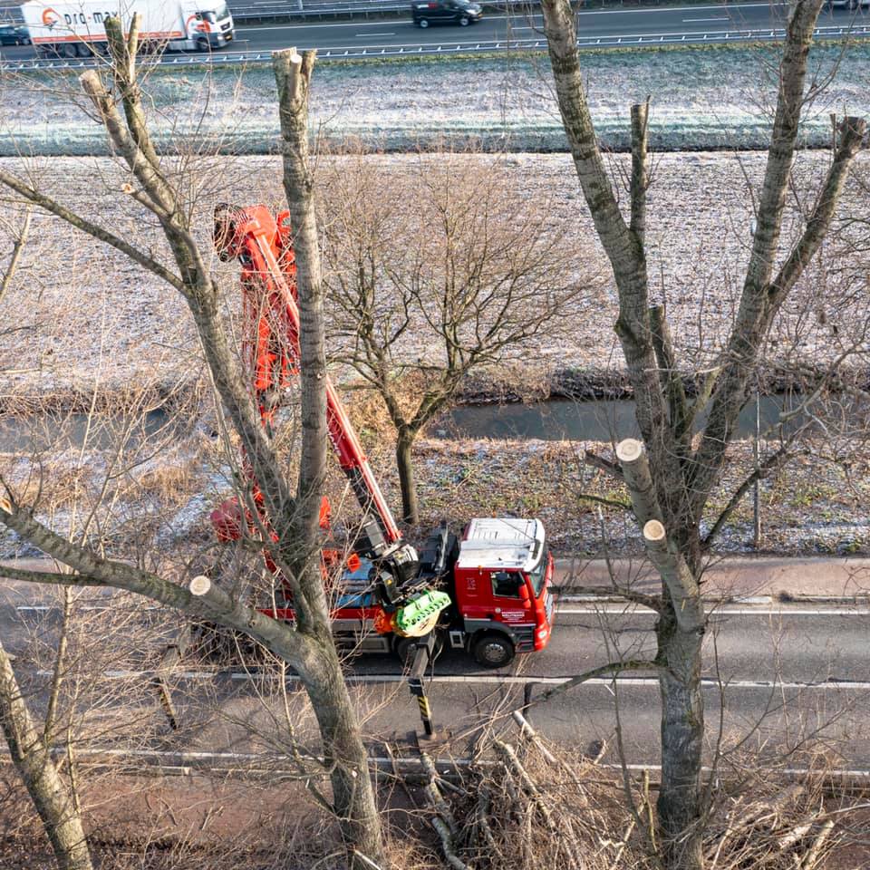 Snoeiwerk Geertruidenberg - Foto 4