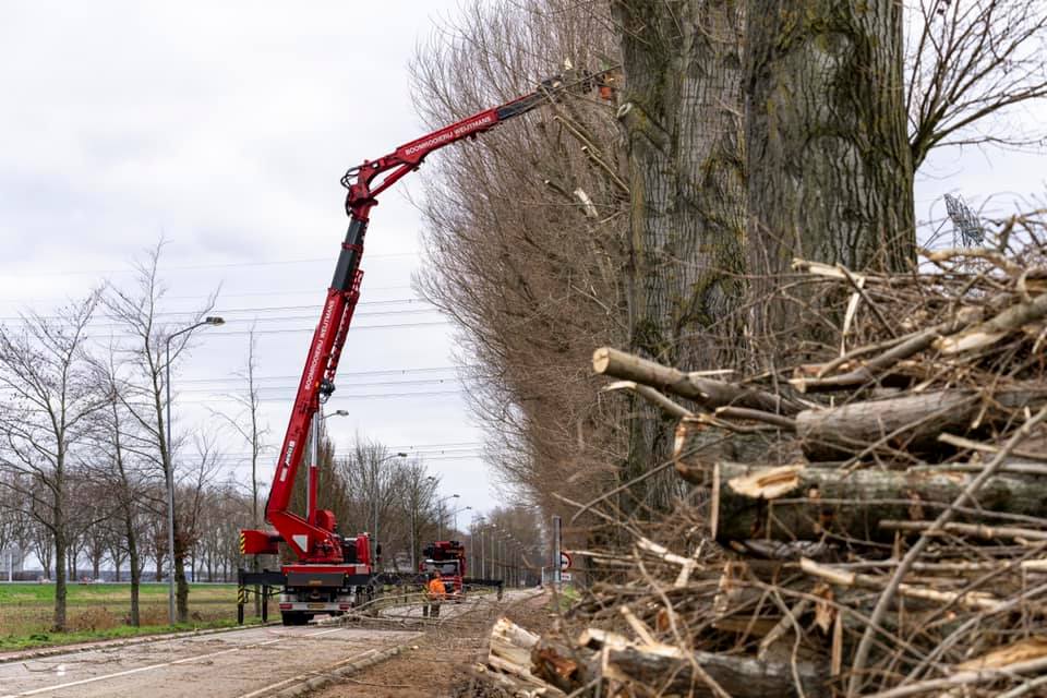 Snoeiwerk Geertruidenberg - Foto 7