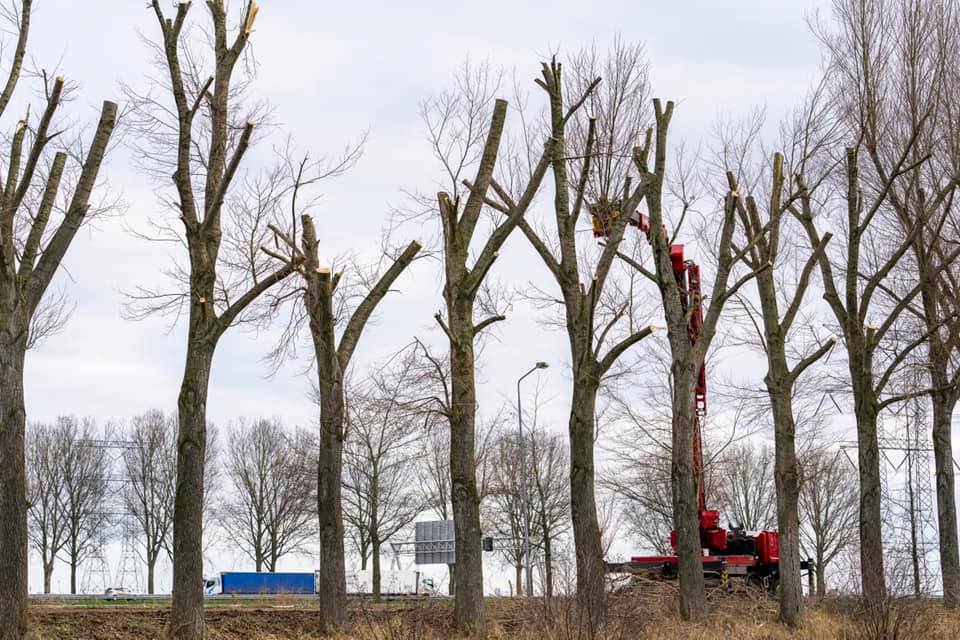 Snoeiwerk Geertruidenberg - Foto 8