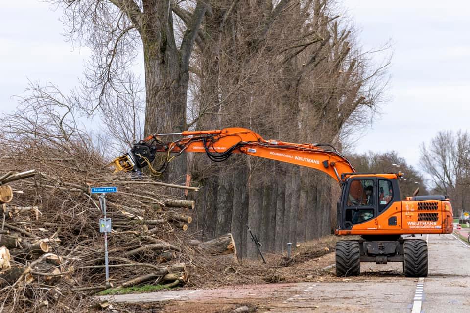 Snoeiwerk Geertruidenberg - Foto 9