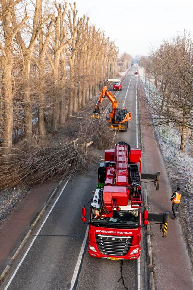 Snoeiwerk Geertruidenberg - Foto 10