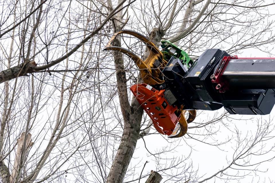 Snoeiwerk Geertruidenberg - Foto 20