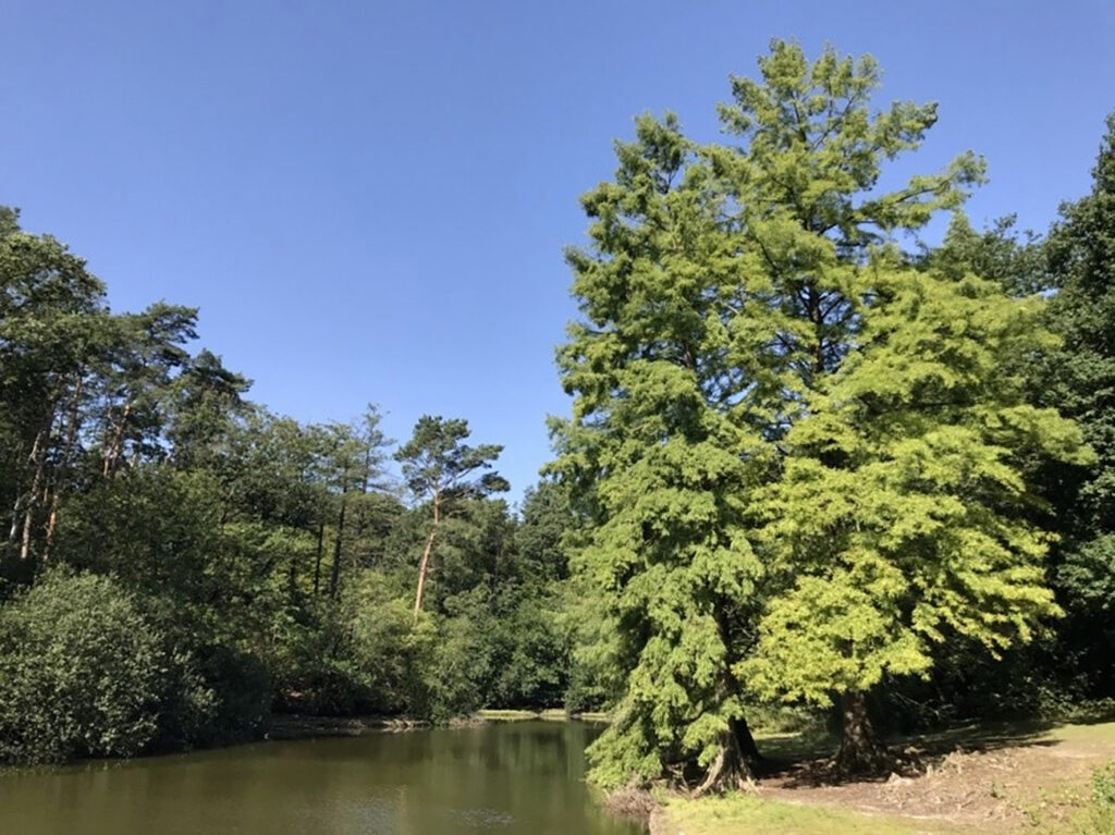 Aanpak boomziekten kwestie van zorgvuldig handelen