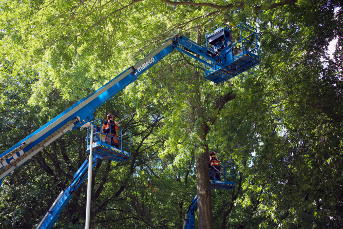 Snoeiwerk Ringbaan West Tilburg - Foto 2