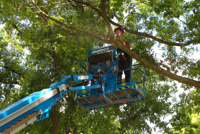 Snoeiwerk Ringbaan West Tilburg - Foto 5