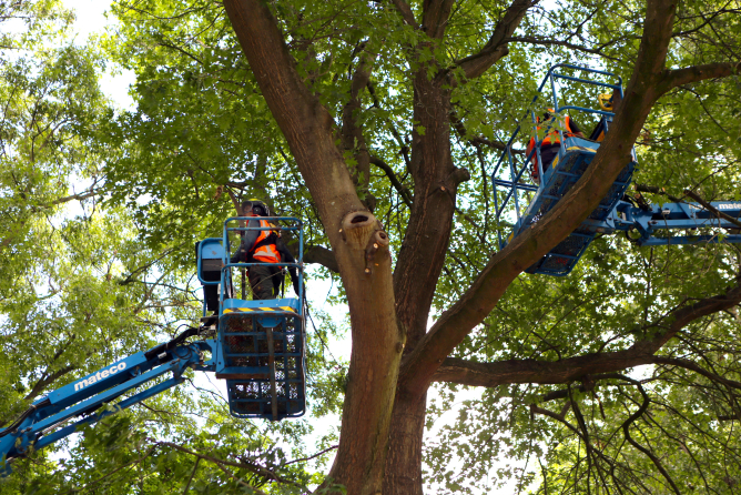 Snoeiwerk Ringbaan West Tilburg - Foto 7