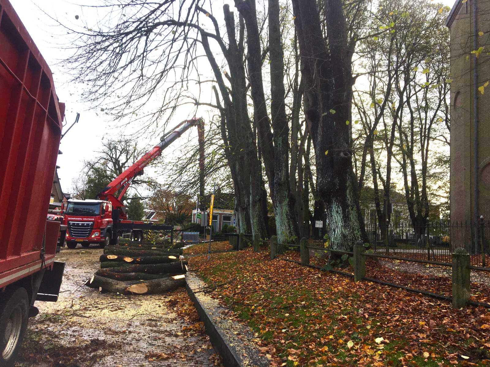 Laanbomen snoeien in het Friese Stiens. - Foto 2