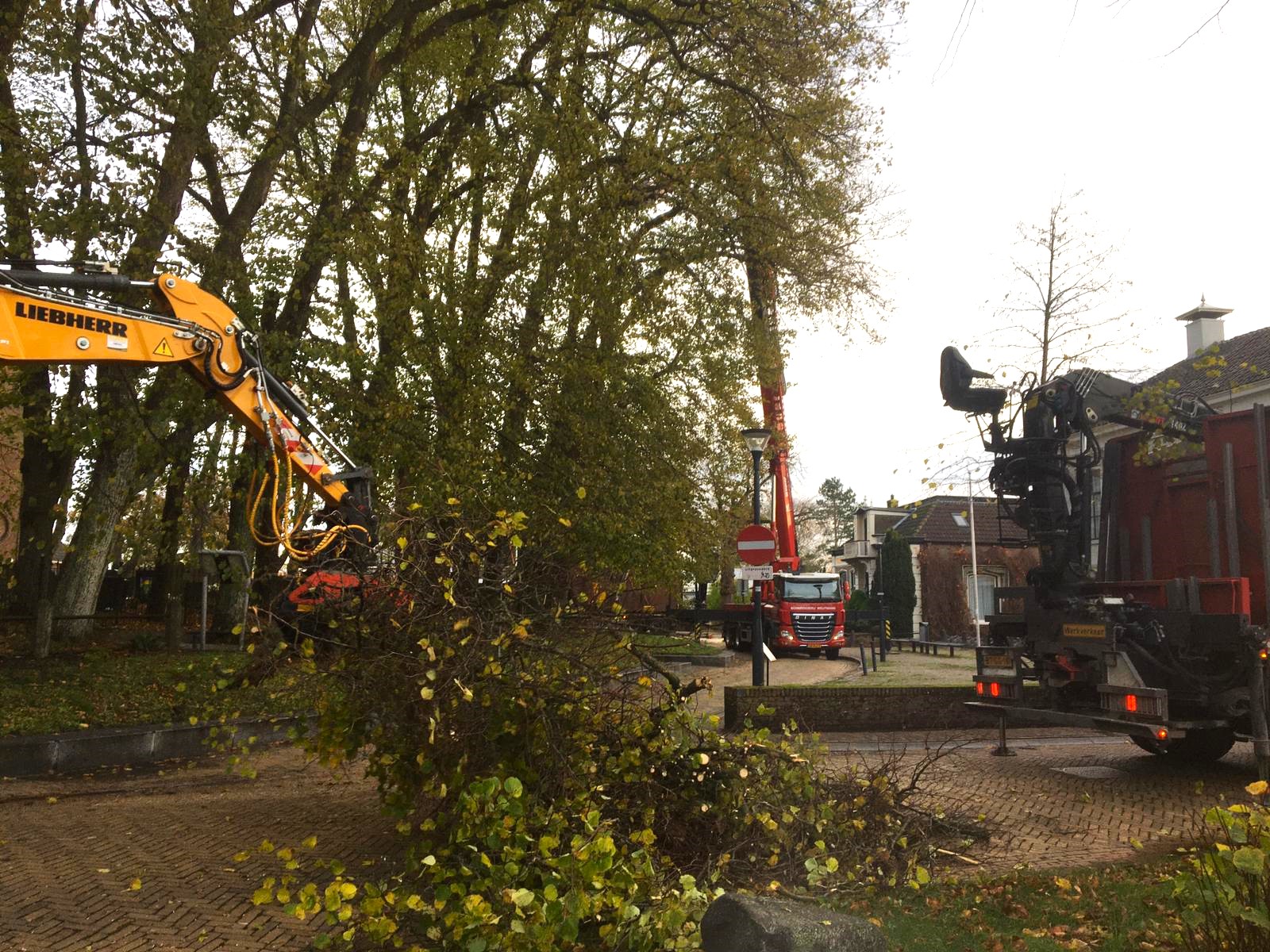 Laanbomen snoeien in het Friese Stiens. - Foto 6