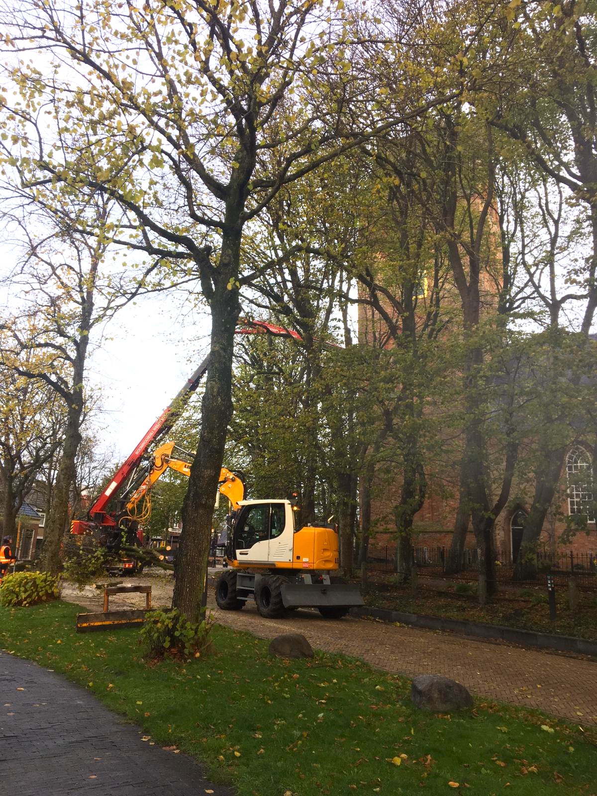 Laanbomen snoeien in het Friese Stiens. - Foto 7