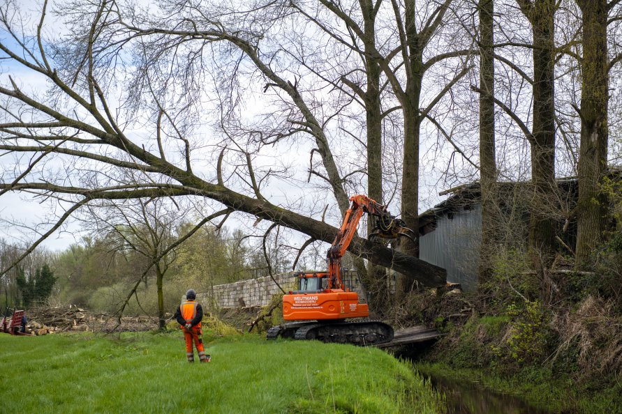 Bomen verwijderen op lastige locatie - Foto 8