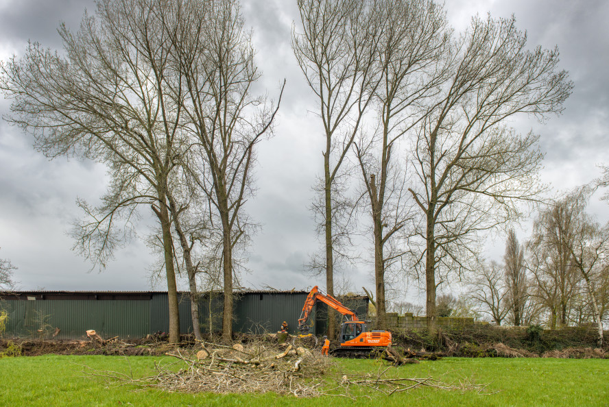 Bomen verwijderen op lastige locatie - Foto 10