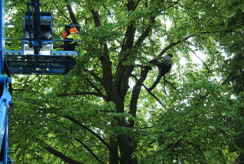 Weijtmans ondersteunt NK Boomspecialisten