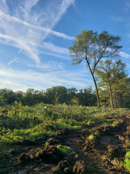 Herstel hakhoutwal landgoed Kasteel Heeswijk