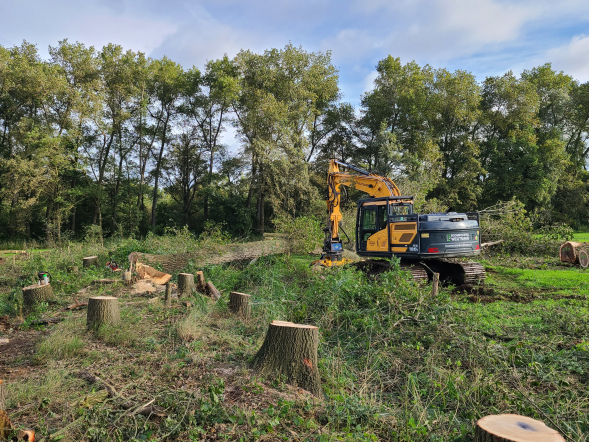 Herstel hakhoutwal landgoed Kasteel Heeswijk - Foto 5