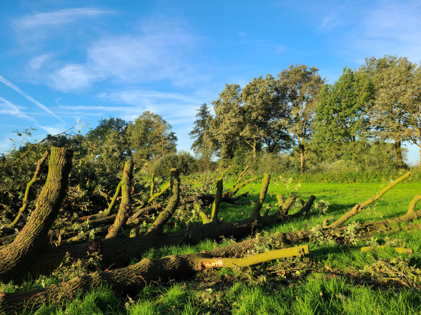 Herstel hakhoutwal landgoed Kasteel Heeswijk - Foto 14