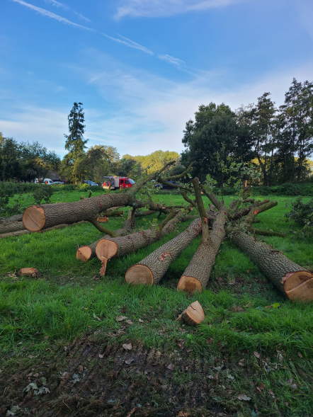 Herstel hakhoutwal landgoed Kasteel Heeswijk - Foto 18