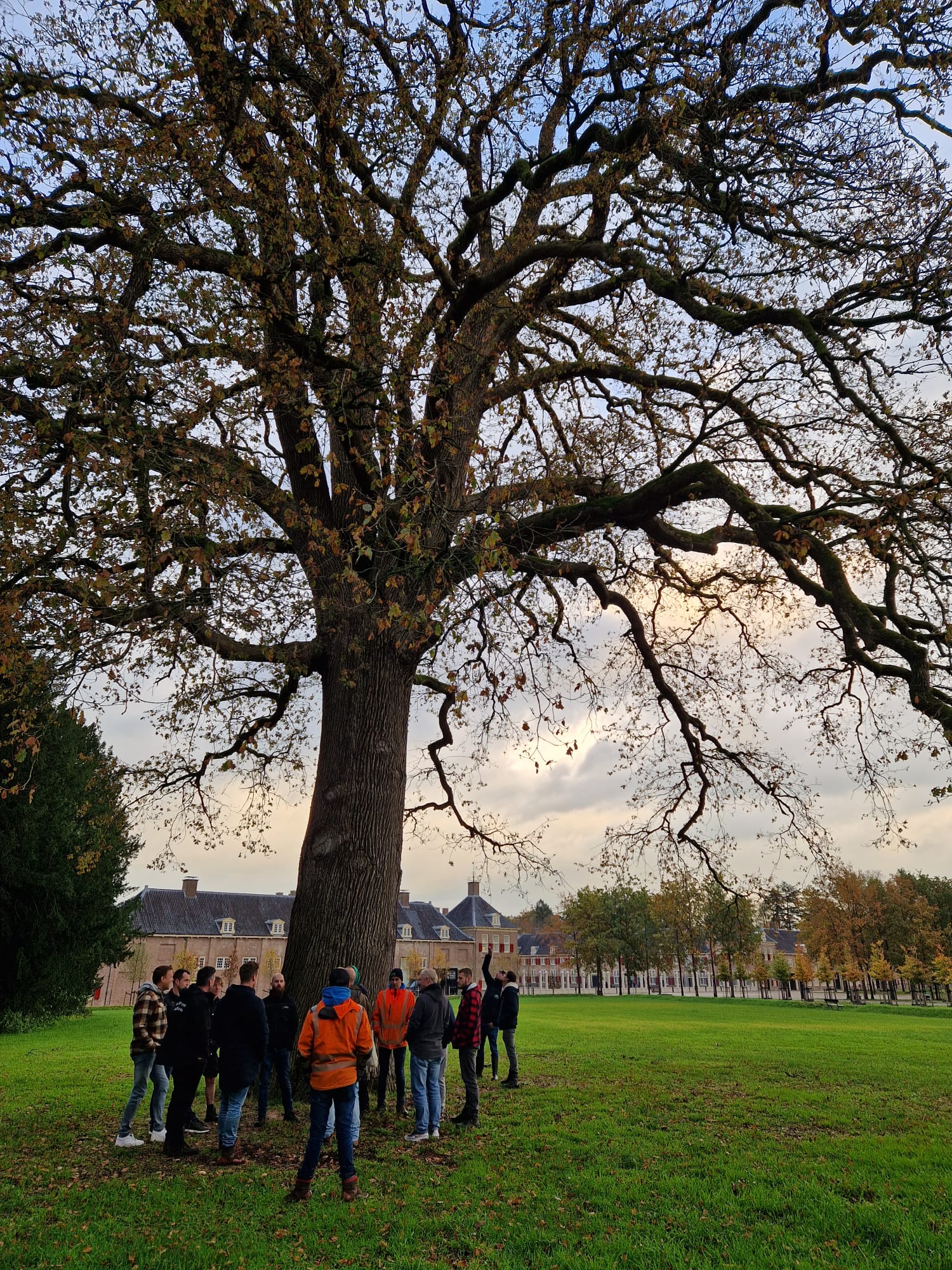 Cursus veterane bomen bij Het Loo
