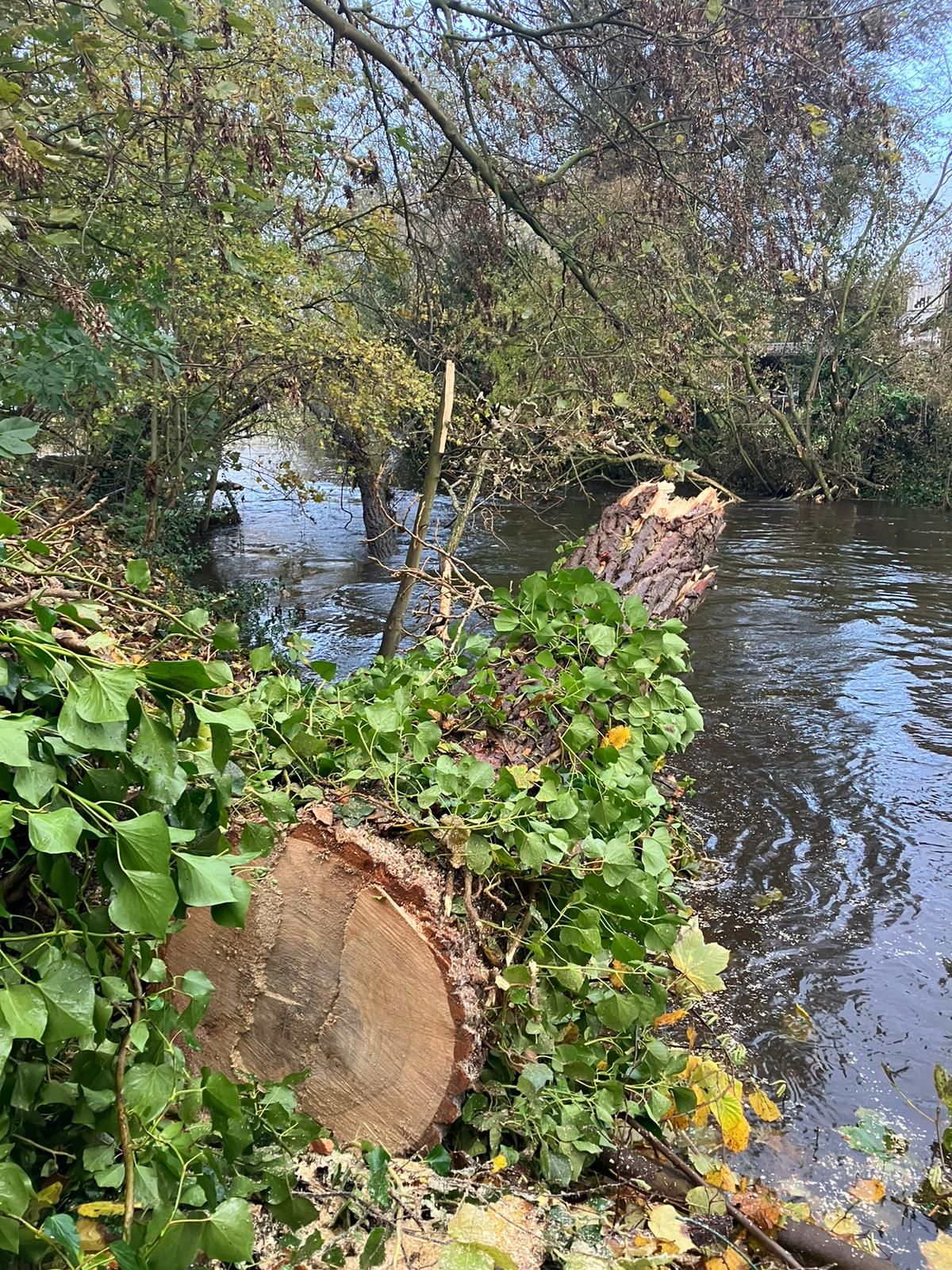 Stormschade ruimen Sint-Oedenrode