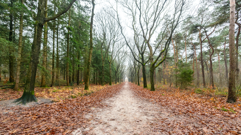 Stadsbos013 en  BOSBEHEERDER WEIJTMANS
