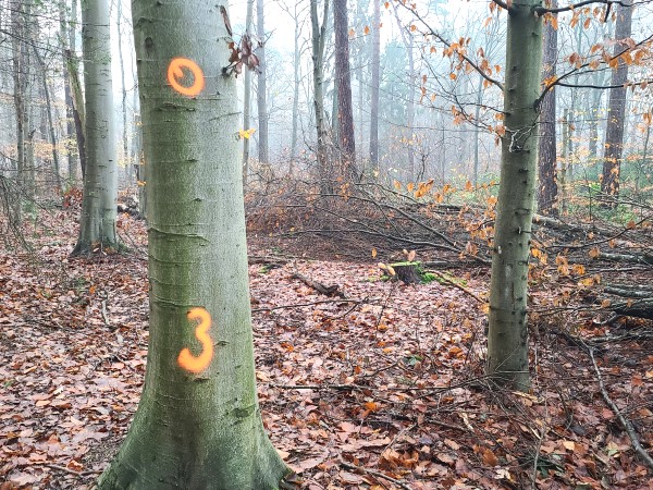 Renovatie Philips de Jongh park Eindhoven - Foto 4