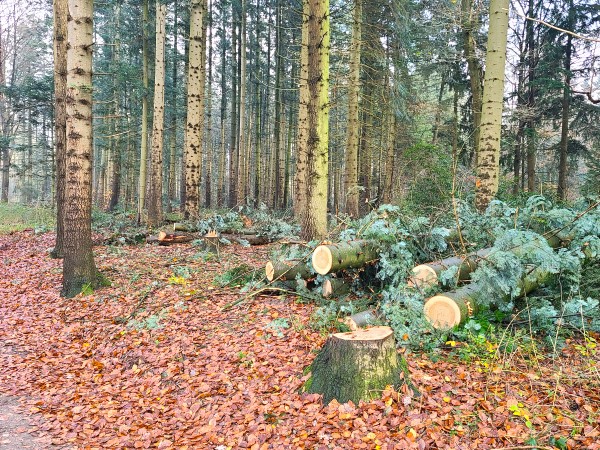 Renovatie Philips de Jongh park Eindhoven - Foto 7